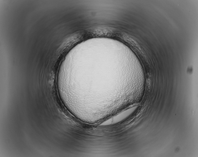 X0000097990458200804211109