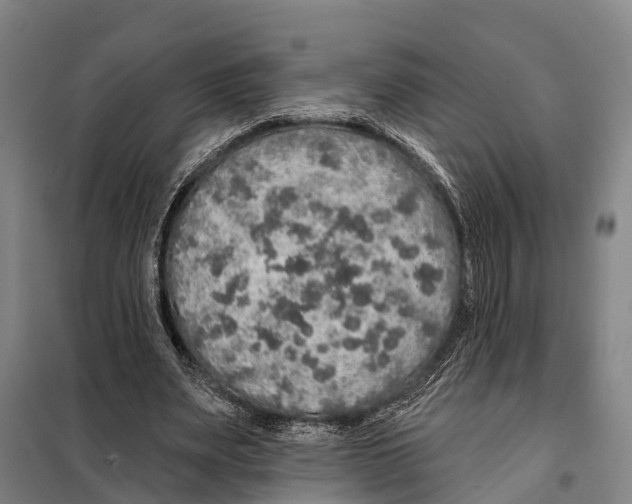 X0000097990487200804211108