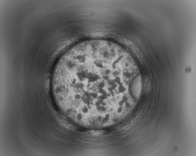 X0000097990495200804211108