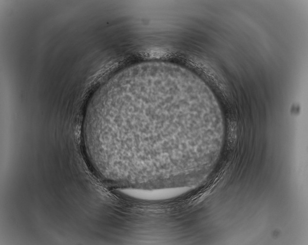 X0000097990545200804211107