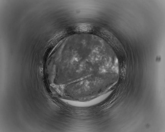 X0000097990552200804211107