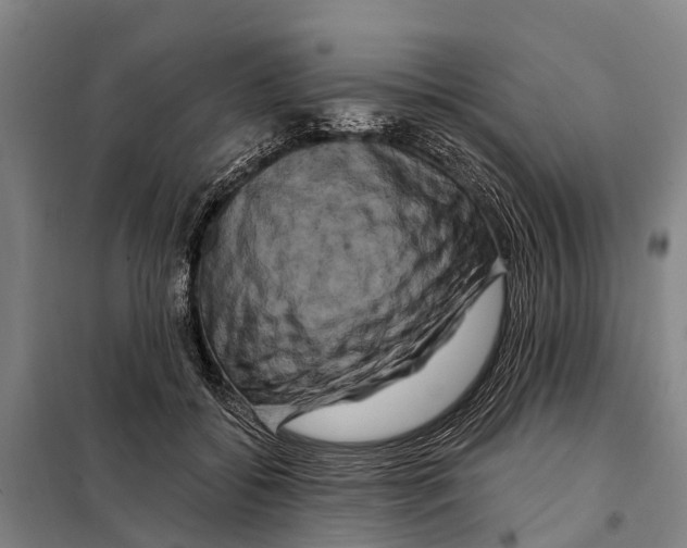 X0000097990556200804211107