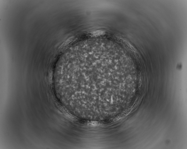 X0000097990565200804211107