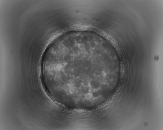 X0000097990582200804211107