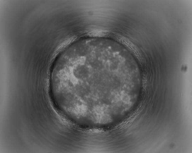 X0000097990586200804211106