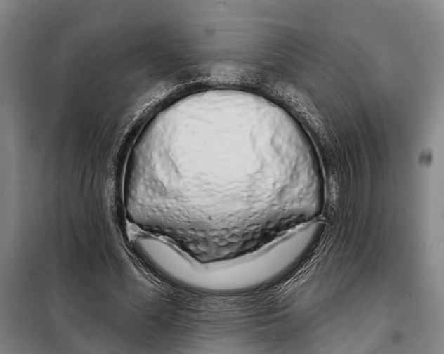 X0000097990588200804211106