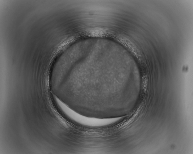 X0000097990589200804211106