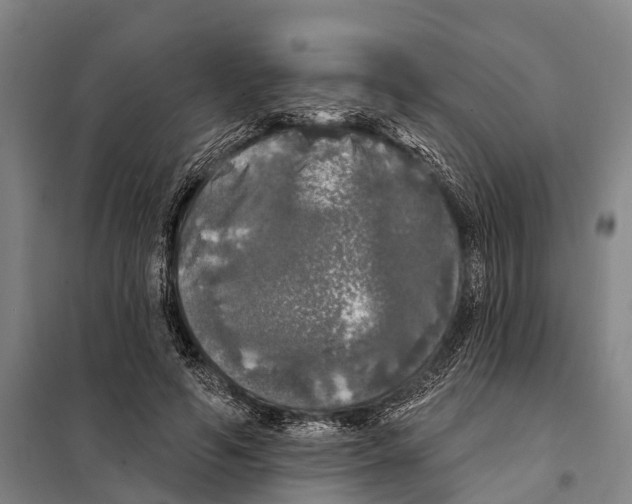 X0000097990594200804211106