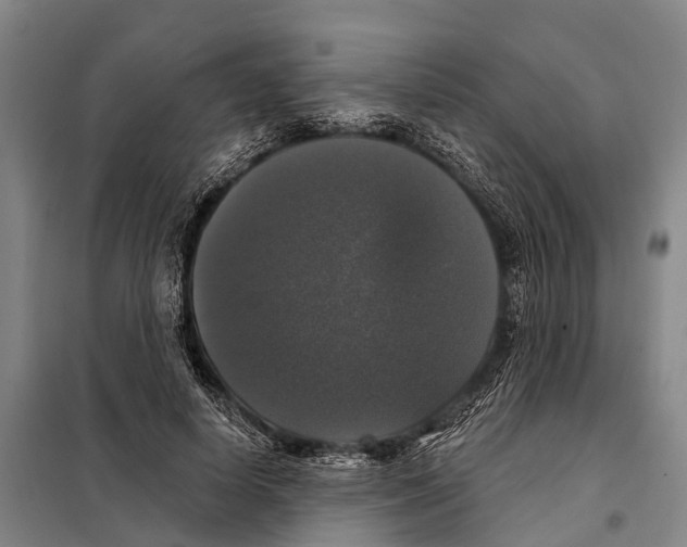 X0000097990642200804211105