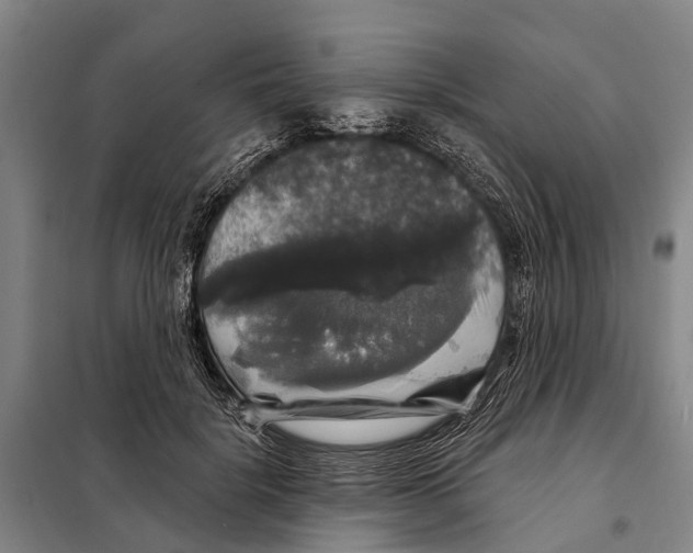 X0000097990652200804211105