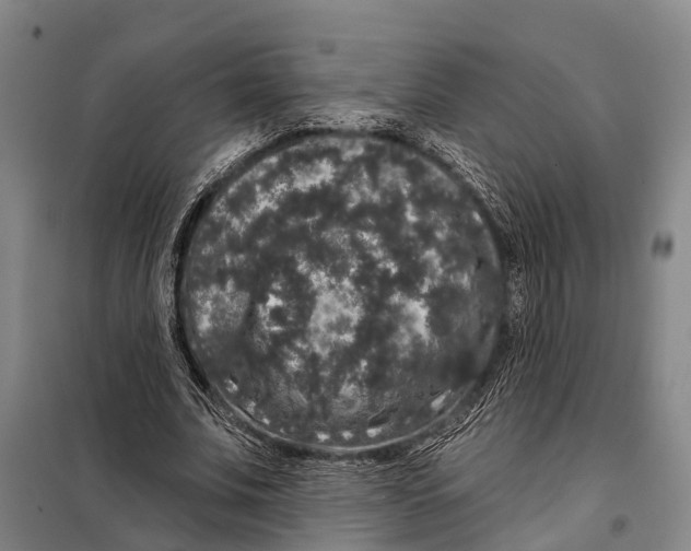 X0000097990679200804211105