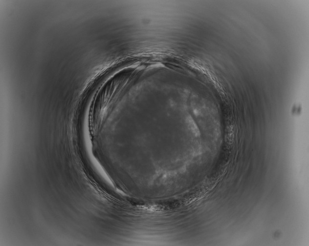 X0000097990688200804211105