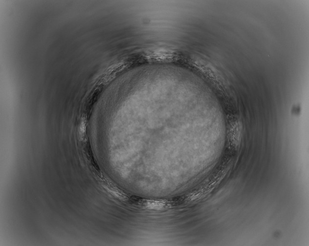 X0000097990709200804211104