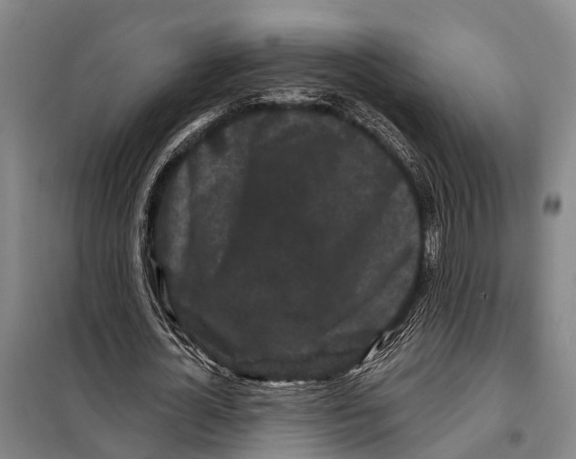 X0000097990724200804211103