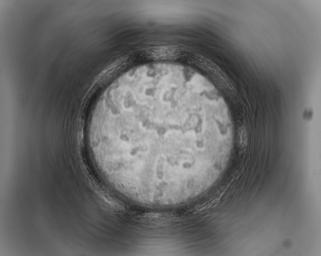 X0000097990733200804211103