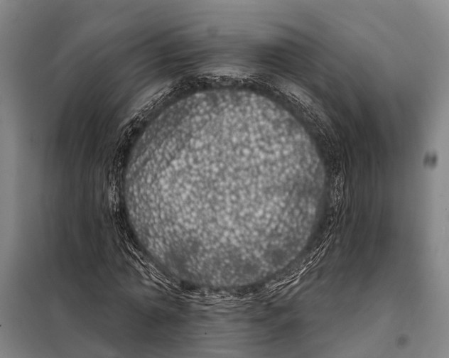 X0000097990774200804211103