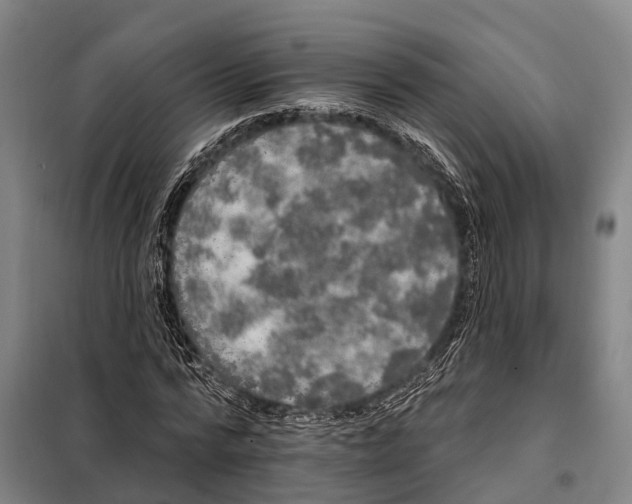 X0000097990776200804211103