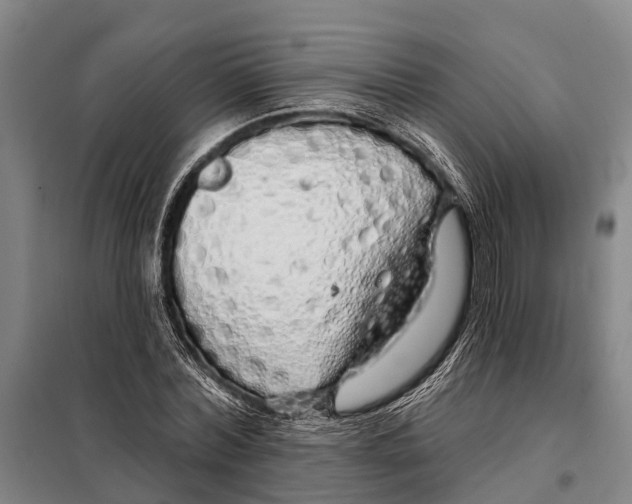 X0000097990780200804211103