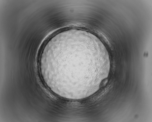 X0000097990784200804211103