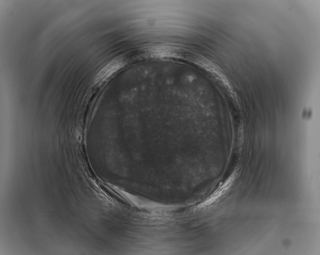 X0000097990785200804211103