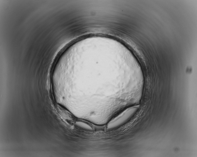 X0000097990791200804211103