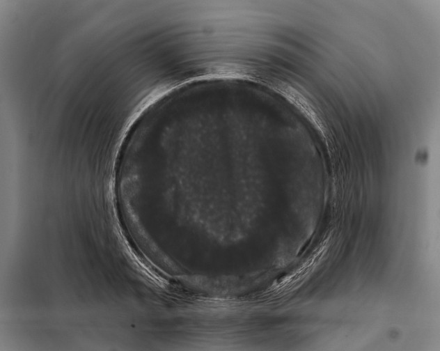 X0000097990797200804211103