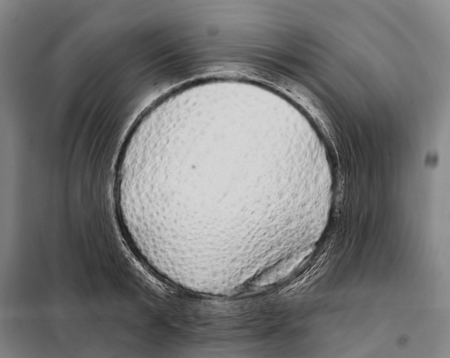 X0000097990799200804211103