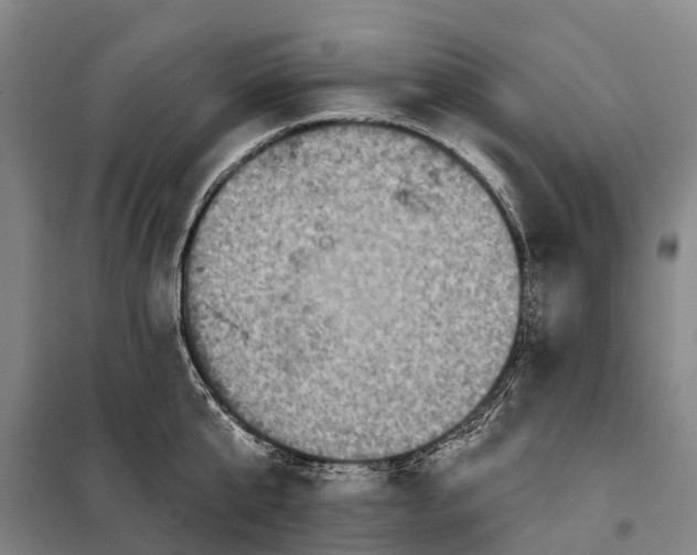 X0000097990807200804211102