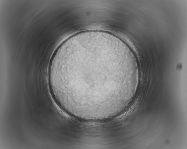 X0000097990847200804211102