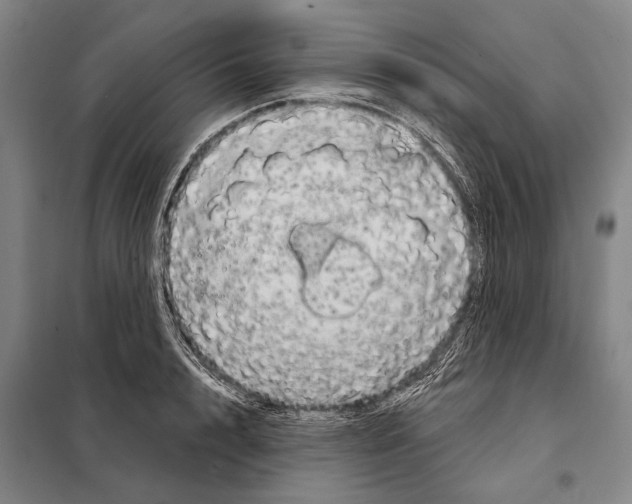 X0000097990848200804211102