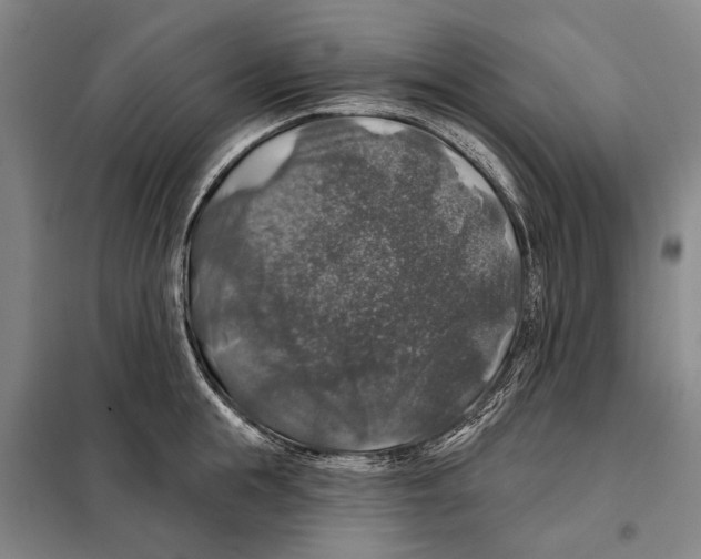 X0000097990855200804211102