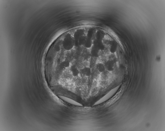 X0000097990859200804211102