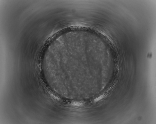 X0000097990870200804211101