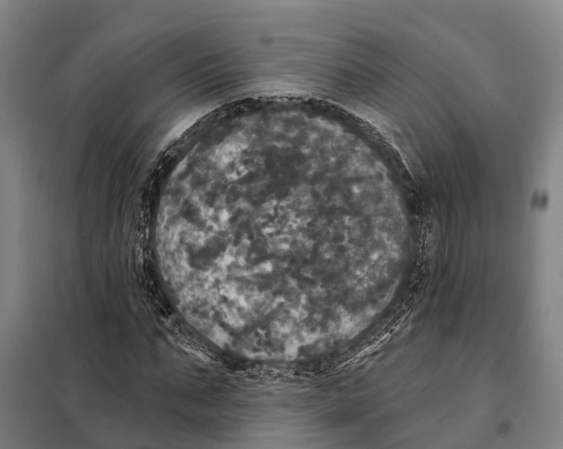 X0000097990871200804211101