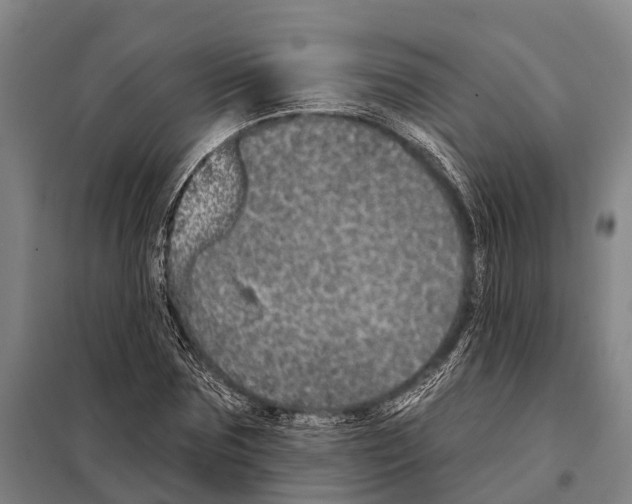 X0000097990875200804211101