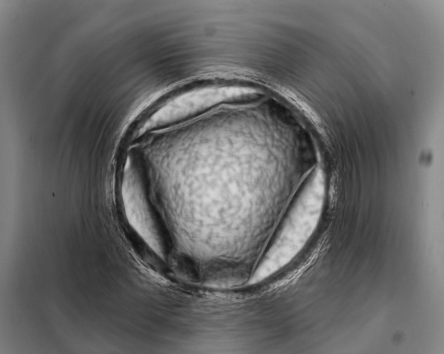 X0000097990877200804211101