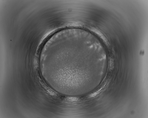 X0000097990878200804211101