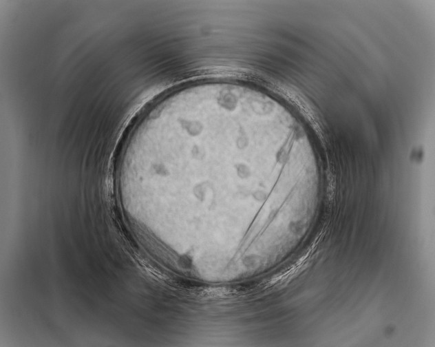 X0000097990883200804211101