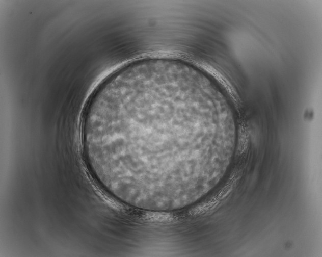 X0000097990886200804211101