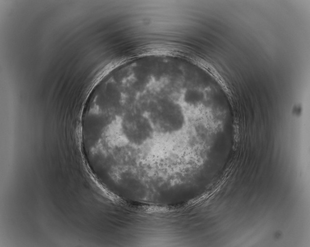 X0000097990890200804211101