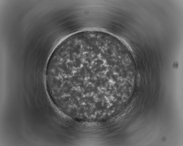 X0000097990895200804211101