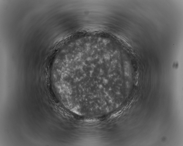 X0000097990917200804211100