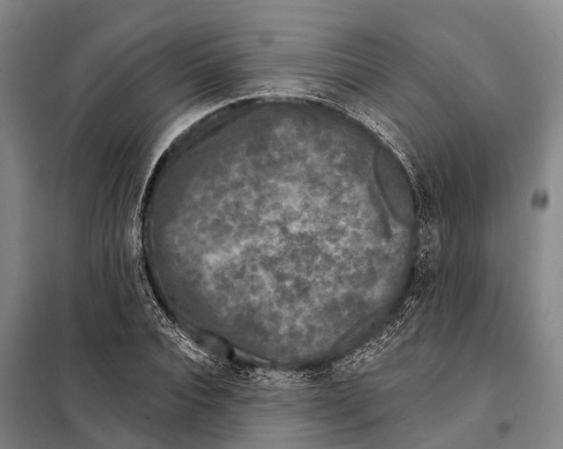 X0000097990928200804211100