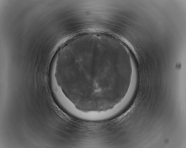 X0000097990930200804211100