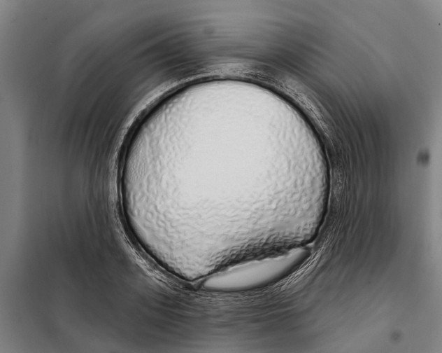 X0000097990939200804211100