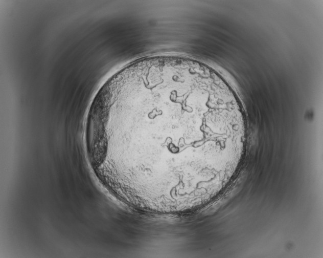 X0000097990957200804211101