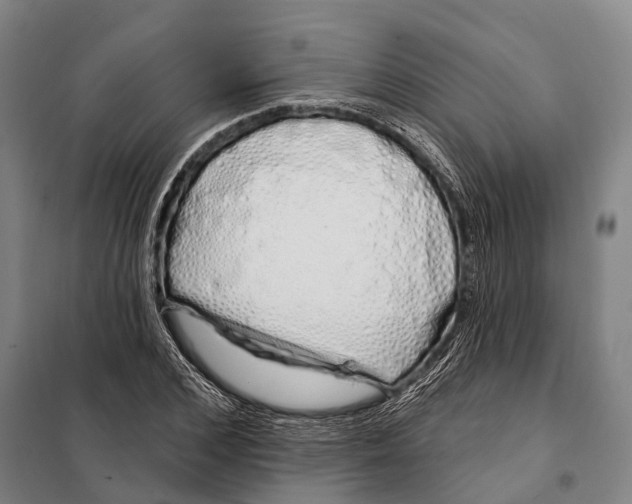 X0000097990976200804211100