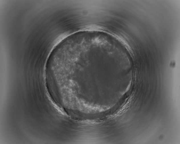 X0000097990990200804211059