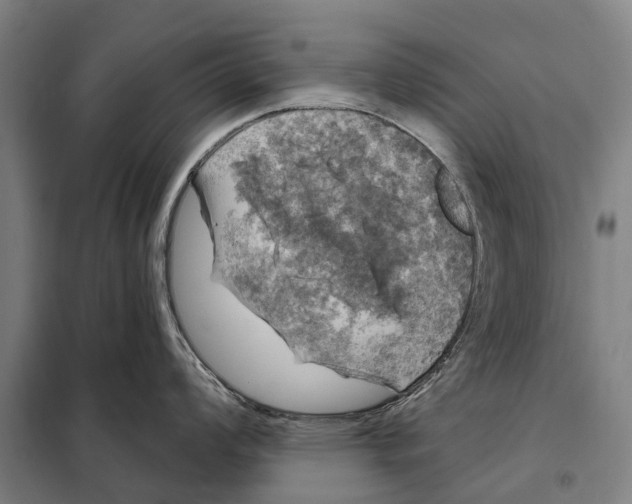 X0000097991008200804211059