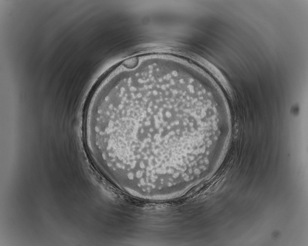 X0000097991051200804211059